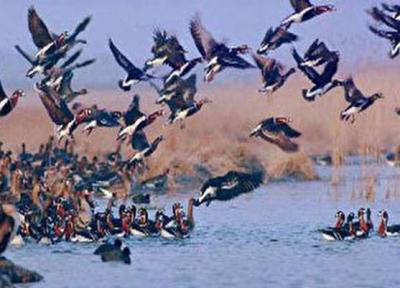 کاهش شکار پرندگان در مازندران