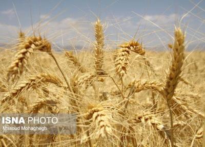 انجام کشت روی پُشته برای حفظ مواد آلی خاک در خوزستان