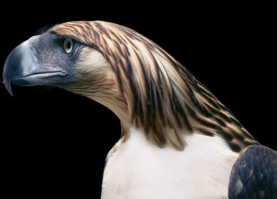 عکس های نادر و زیبا از پرندگان که حالتی شبیه پرتره های انسانی دارند
