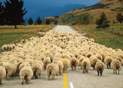 تصویب قانون نحوه برخورد با گوسفندان در دولت عمان