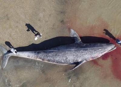 دانشمندان: نهنگ های خاکستری از گرسنگی در حال مرگ هستند