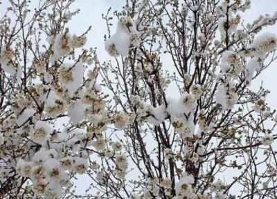 طراحی داخل ویلا دوبلکس: خسارت شدید برف و سرمای اخیر به باغ های استان سمنان