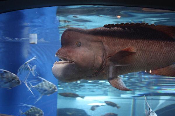 کوبودای ، ماهی عجیب ژاپنی که با این 19 ثانیه ستاره شبکه های اجتماعی شد!