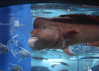 کوبودای ، ماهی عجیب ژاپنی که با این 19 ثانیه ستاره شبکه های اجتماعی شد!
